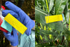 Findings from the Field Trial on Corn from Auburn University, AL